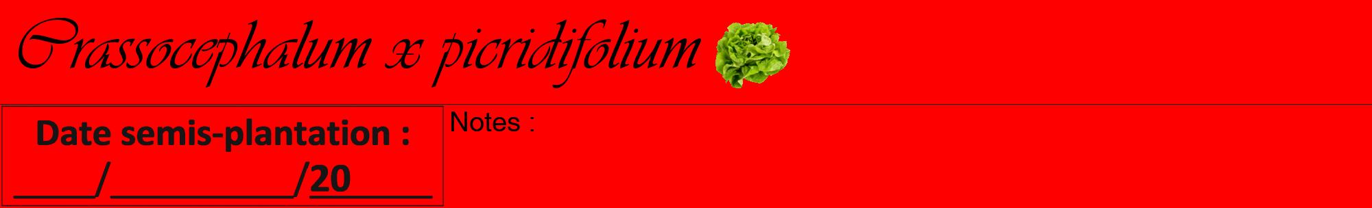 Étiquette de : Crassocephalum x picridifolium - format a - style noire27viv avec comestibilité simplifiée