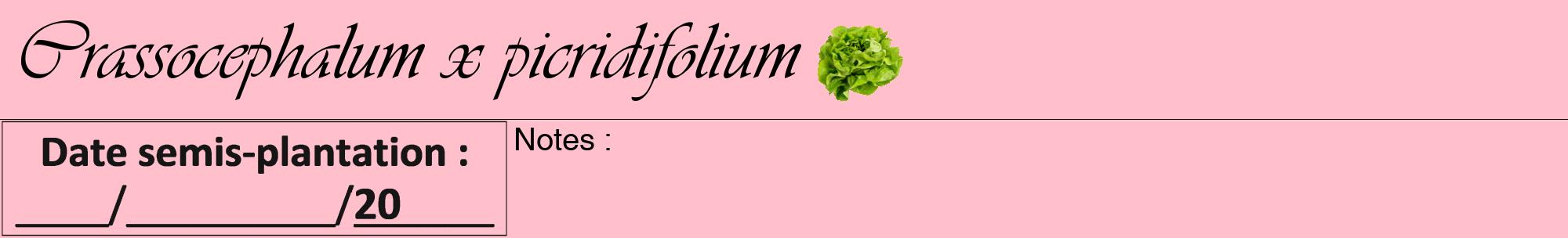Étiquette de : Crassocephalum x picridifolium - format a - style noire40viv avec comestibilité simplifiée