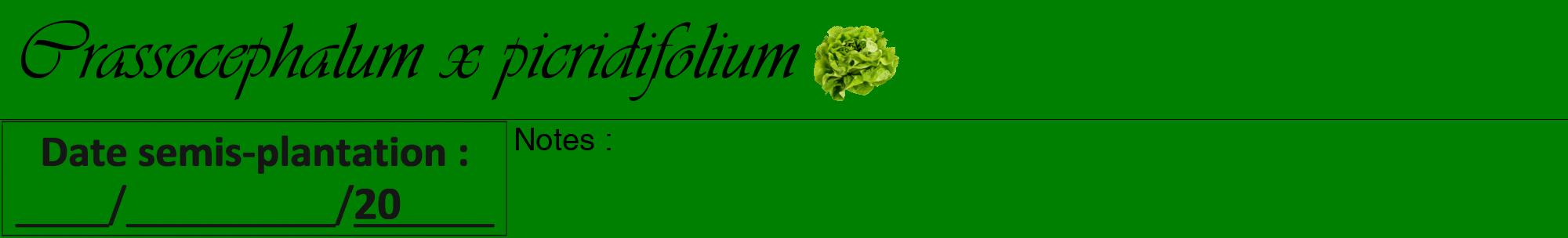 Étiquette de : Crassocephalum x picridifolium - format a - style noire9viv avec comestibilité simplifiée