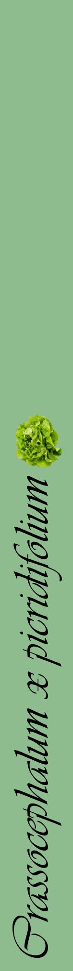 Étiquette de : Crassocephalum x picridifolium - format a - style noire13viv avec comestibilité simplifiée