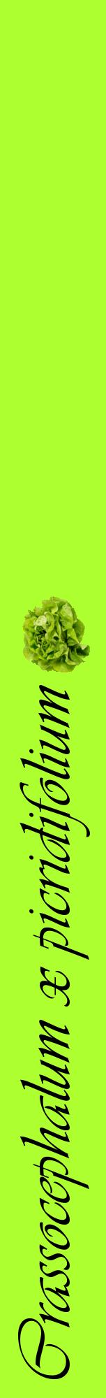 Étiquette de : Crassocephalum x picridifolium - format a - style noire17viv avec comestibilité simplifiée