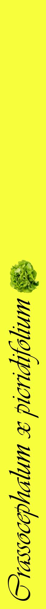 Étiquette de : Crassocephalum x picridifolium - format a - style noire18viv avec comestibilité simplifiée