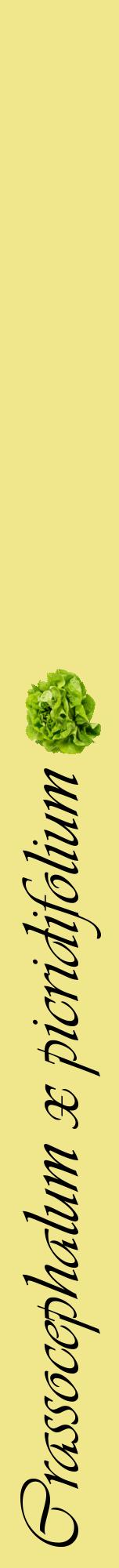 Étiquette de : Crassocephalum x picridifolium - format a - style noire20viv avec comestibilité simplifiée
