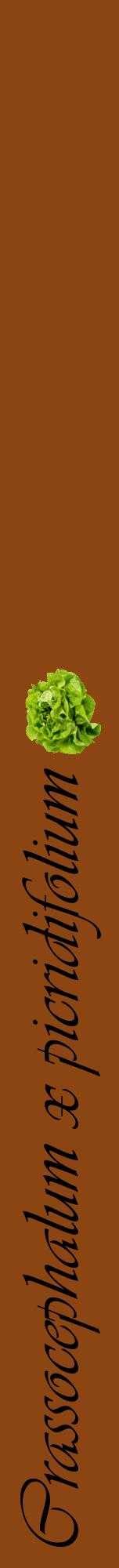 Étiquette de : Crassocephalum x picridifolium - format a - style noire30viv avec comestibilité simplifiée