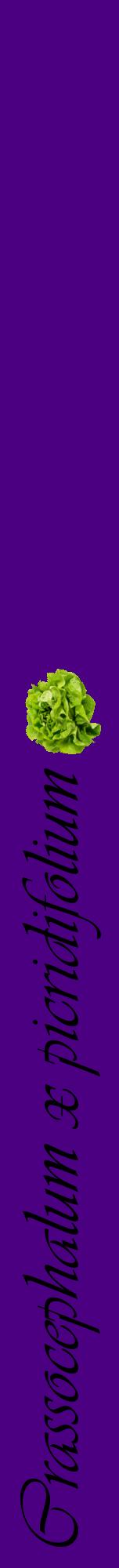 Étiquette de : Crassocephalum x picridifolium - format a - style noire47viv avec comestibilité simplifiée