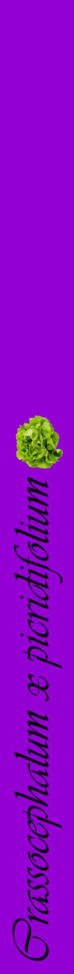 Étiquette de : Crassocephalum x picridifolium - format a - style noire48viv avec comestibilité simplifiée