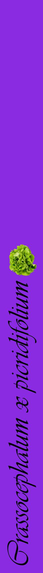 Étiquette de : Crassocephalum x picridifolium - format a - style noire49viv avec comestibilité simplifiée