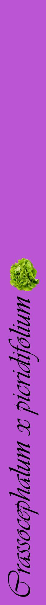 Étiquette de : Crassocephalum x picridifolium - format a - style noire50viv avec comestibilité simplifiée