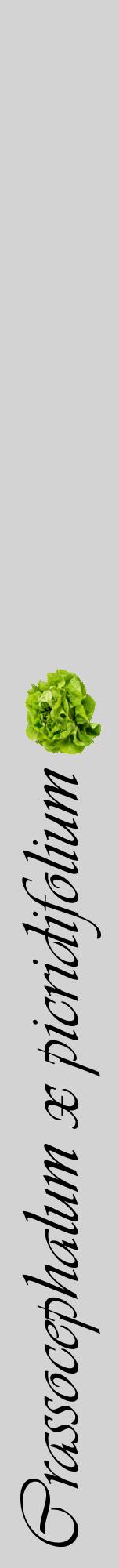 Étiquette de : Crassocephalum x picridifolium - format a - style noire56viv avec comestibilité simplifiée