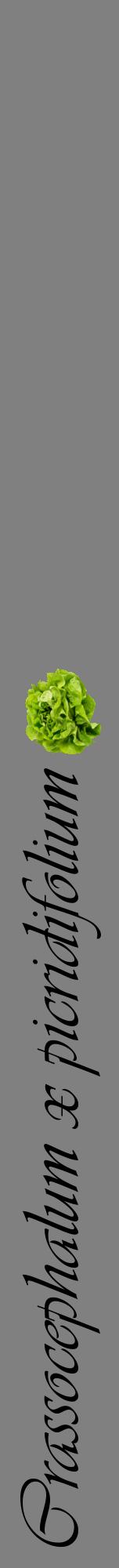 Étiquette de : Crassocephalum x picridifolium - format a - style noire57viv avec comestibilité simplifiée