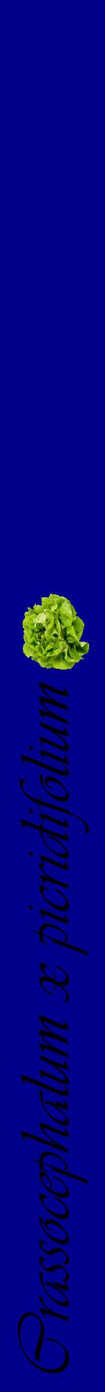 Étiquette de : Crassocephalum x picridifolium - format a - style noire7viv avec comestibilité simplifiée