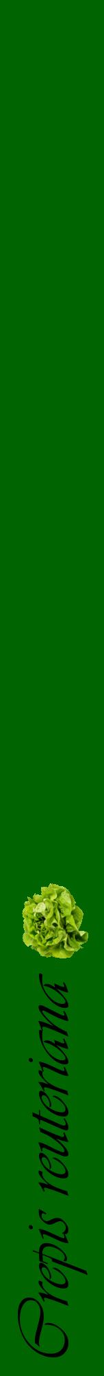 Étiquette de : Crepis reuteriana - format a - style noire8viv avec comestibilité simplifiée