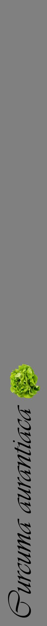 Étiquette de : Curcuma aurantiaca - format a - style noire57viv avec comestibilité simplifiée