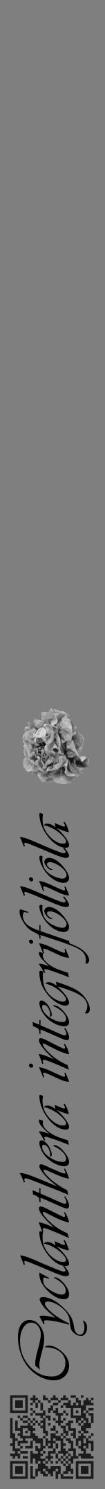 Étiquette de : Cyclanthera integrifoliola - format a - style noire57basiqueviv avec qrcode et comestibilité simplifiée - position verticale
