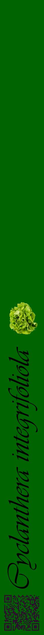 Étiquette de : Cyclanthera integrifoliola - format a - style noire8viv avec qrcode et comestibilité simplifiée