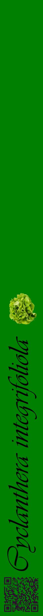 Étiquette de : Cyclanthera integrifoliola - format a - style noire9viv avec qrcode et comestibilité simplifiée