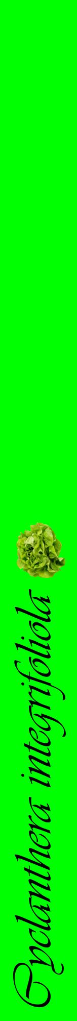 Étiquette de : Cyclanthera integrifoliola - format a - style noire16viv avec comestibilité simplifiée