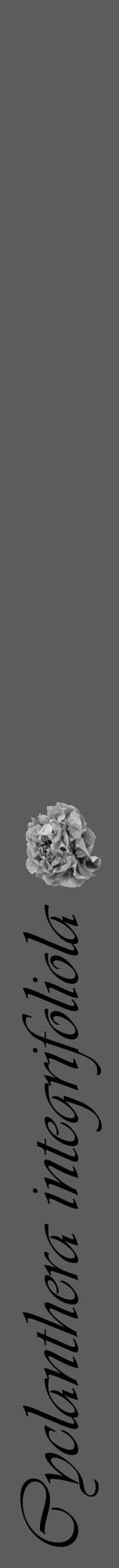 Étiquette de : Cyclanthera integrifoliola - format a - style noire49viv avec comestibilité simplifiée - position verticale