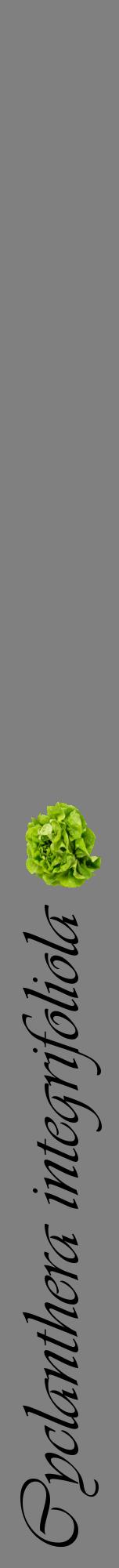 Étiquette de : Cyclanthera integrifoliola - format a - style noire57viv avec comestibilité simplifiée