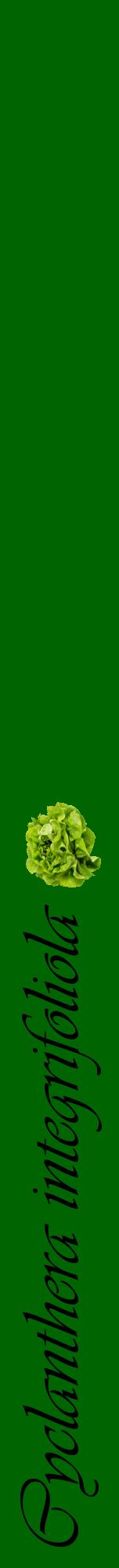 Étiquette de : Cyclanthera integrifoliola - format a - style noire8viv avec comestibilité simplifiée