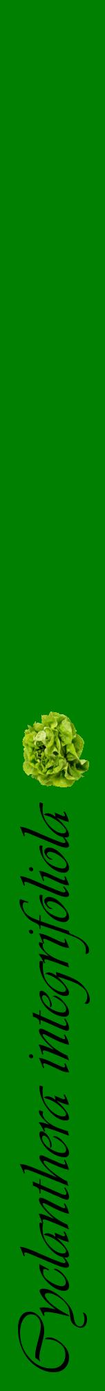 Étiquette de : Cyclanthera integrifoliola - format a - style noire9viv avec comestibilité simplifiée