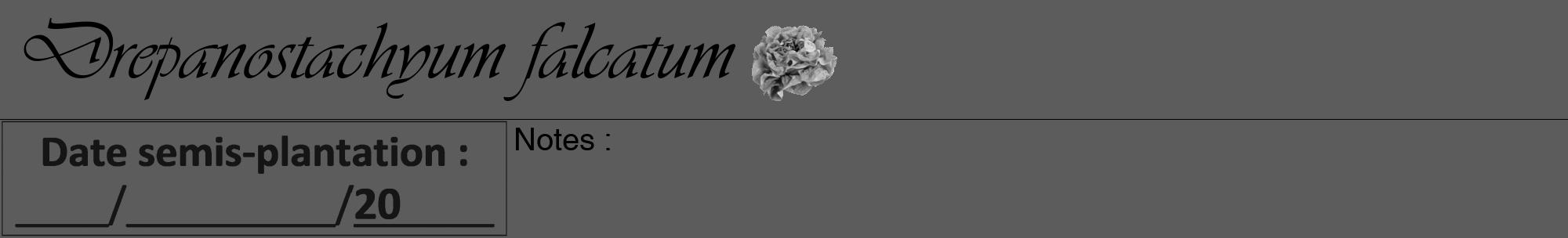Étiquette de : Drepanostachyum falcatum - format a - style noire49viv avec comestibilité simplifiée