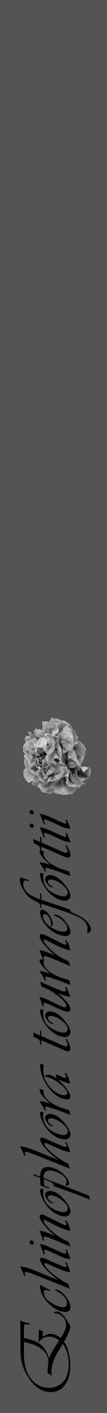 Étiquette de : Echinophora tournefortii - format a - style noire36viv avec comestibilité simplifiée - position verticale