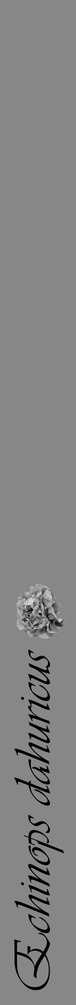 Étiquette de : Echinops dahuricus - format a - style noire12viv avec comestibilité simplifiée - position verticale