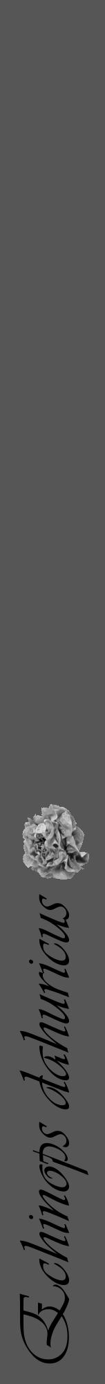 Étiquette de : Echinops dahuricus - format a - style noire45viv avec comestibilité simplifiée - position verticale