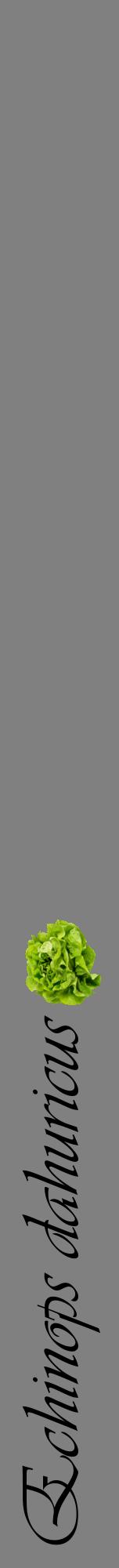 Étiquette de : Echinops dahuricus - format a - style noire57viv avec comestibilité simplifiée