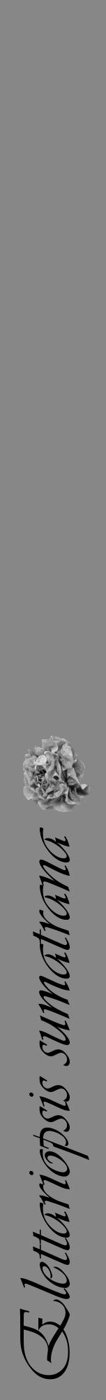 Étiquette de : Elettariopsis sumatrana - format a - style noire12viv avec comestibilité simplifiée - position verticale