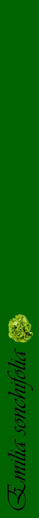 Étiquette de : Emilia sonchifolia - format a - style noire8viv avec comestibilité simplifiée