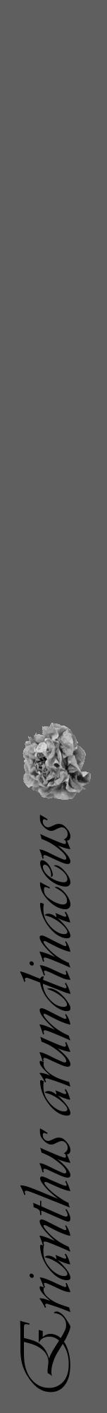 Étiquette de : Erianthus arundinaceus - format a - style noire10viv avec comestibilité simplifiée - position verticale
