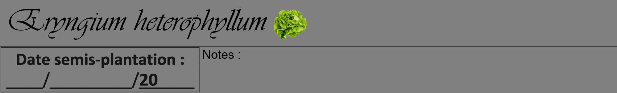 Étiquette de : Eryngium heterophyllum - format a - style noire57viv avec comestibilité simplifiée
