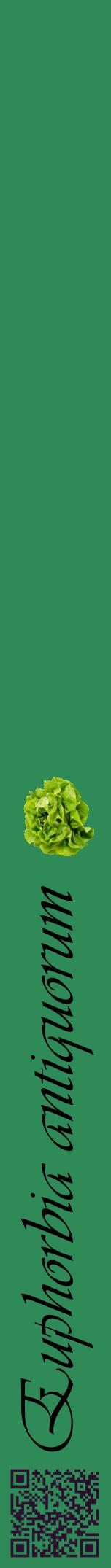 Étiquette de : Euphorbia antiquorum - format a - style noire11viv avec qrcode et comestibilité simplifiée