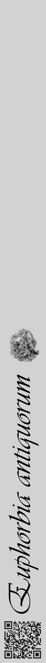 Étiquette de : Euphorbia antiquorum - format a - style noire14viv avec qrcode et comestibilité simplifiée - position verticale