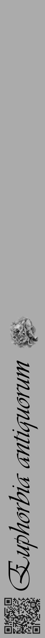 Étiquette de : Euphorbia antiquorum - format a - style noire37viv avec qrcode et comestibilité simplifiée - position verticale