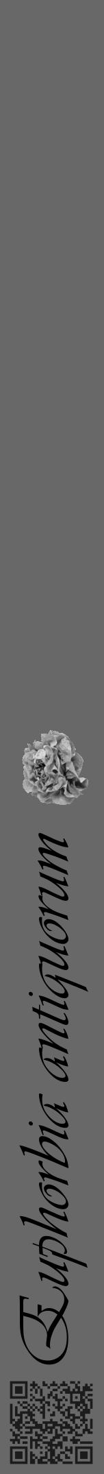 Étiquette de : Euphorbia antiquorum - format a - style noire43viv avec qrcode et comestibilité simplifiée - position verticale