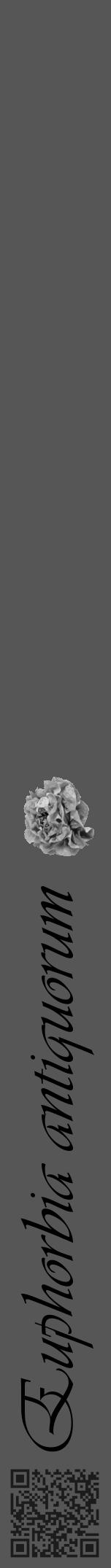 Étiquette de : Euphorbia antiquorum - format a - style noire45viv avec qrcode et comestibilité simplifiée - position verticale