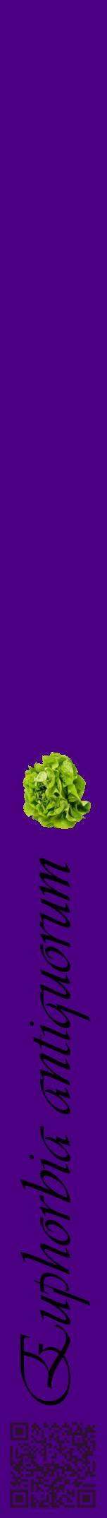 Étiquette de : Euphorbia antiquorum - format a - style noire47viv avec qrcode et comestibilité simplifiée