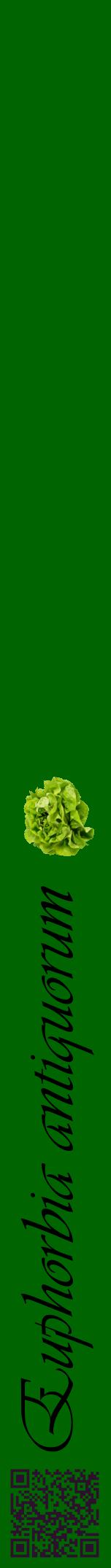 Étiquette de : Euphorbia antiquorum - format a - style noire8viv avec qrcode et comestibilité simplifiée
