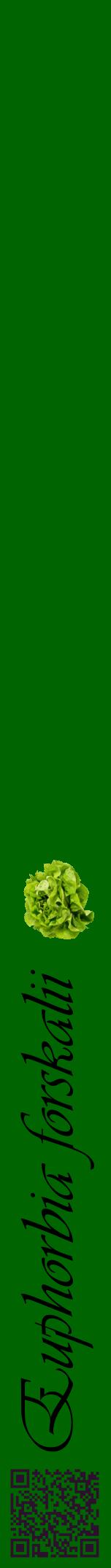 Étiquette de : Euphorbia forskalii - format a - style noire8viv avec qrcode et comestibilité simplifiée