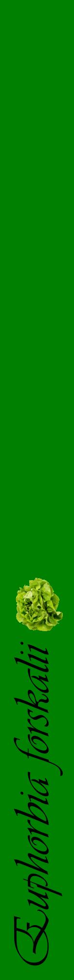 Étiquette de : Euphorbia forskalii - format a - style noire9viv avec comestibilité simplifiée