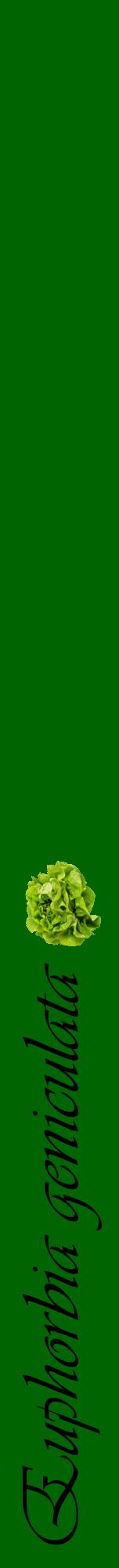 Étiquette de : Euphorbia geniculata - format a - style noire8viv avec comestibilité simplifiée
