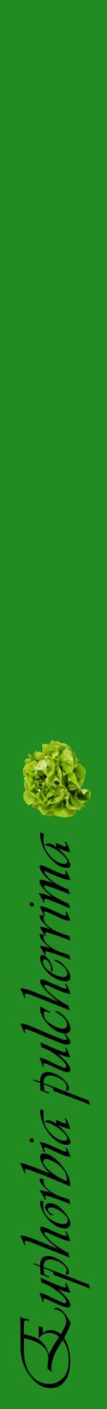 Étiquette de : Euphorbia pulcherrima - format a - style noire10viv avec comestibilité simplifiée