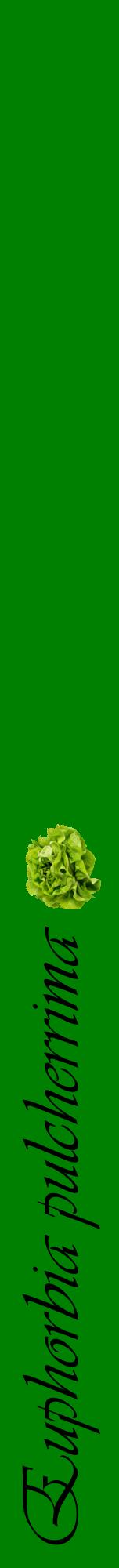 Étiquette de : Euphorbia pulcherrima - format a - style noire9viv avec comestibilité simplifiée