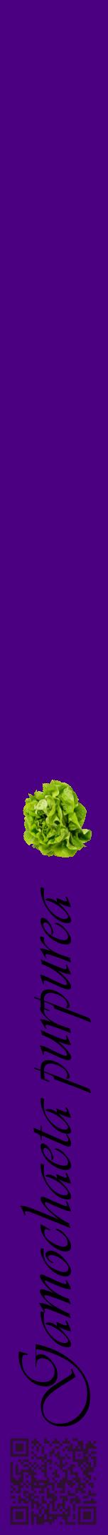 Étiquette de : Gamochaeta purpurea - format a - style noire47viv avec qrcode et comestibilité simplifiée