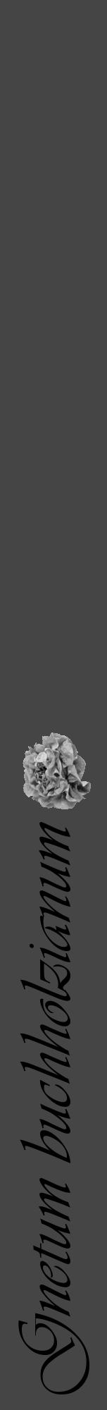 Étiquette de : Gnetum buchholzianum - format a - style noire58viv avec comestibilité simplifiée - position verticale