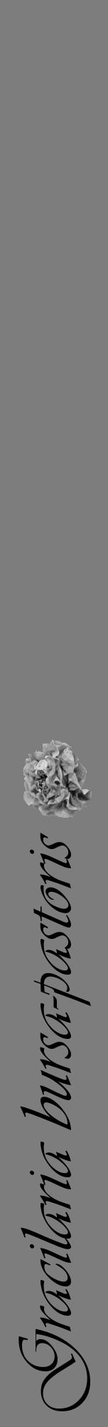 Étiquette de : Gracilaria bursa-pastoris - format a - style noire35viv avec comestibilité simplifiée - position verticale