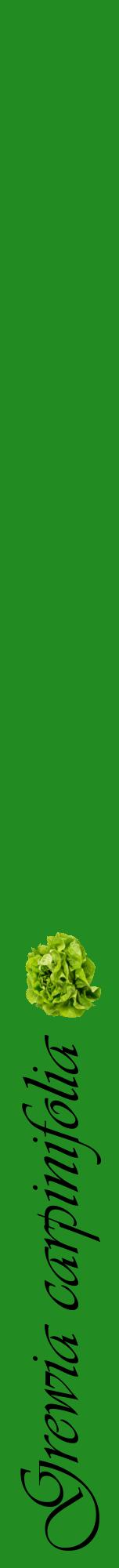 Étiquette de : Grewia carpinifolia - format a - style noire10viv avec comestibilité simplifiée